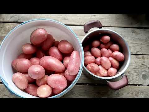 Видео: Решилась на гербицид. Помидоры съела фитофтора. Новая грядка для Дарёнки