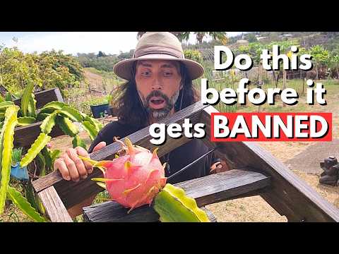 Видео: Я могу попасть в черный список за то, что поделился этой Библией по выращиванию питахайи (помолит...