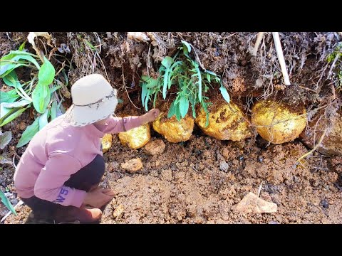 Видео: Я нашел золотую картошку в глухой долине, разбил картошку и нашел драгоценные камни! Кристалл, алмаз