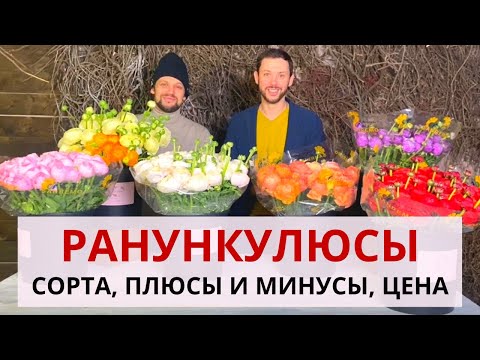 Видео: РАНУНКУЛЮС КЛУНИ во флористике | Сорта ранункулюса. Плюсы и минусы. Цена ранункулюса.