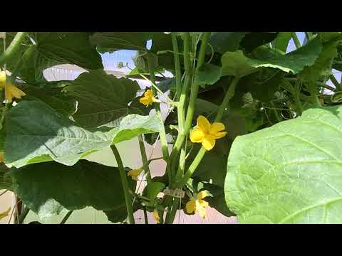 Видео: Огуречная теплица! Новинка огурец Квирк F1!