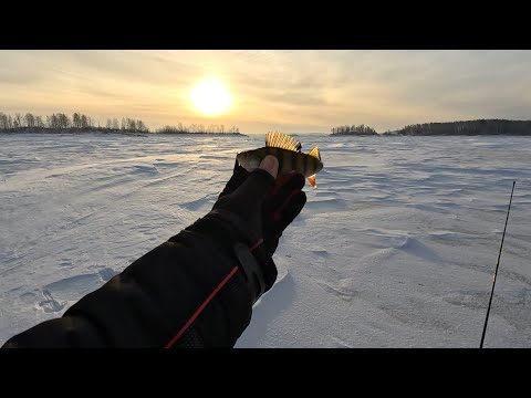 Видео: Аргази в январе.В поисках рыбы.