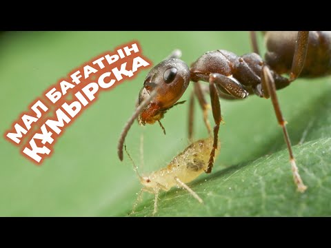 Видео: ӘЛЕМДЕГІ ЕҢ ЕРЕКШЕ ЖАНУАРЛАР / БАССЫЗДА ТІРІ БОЛАТЫН ЖЫЛАН