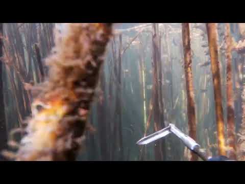 Видео: Подводная охота N 7 Сезон 2023