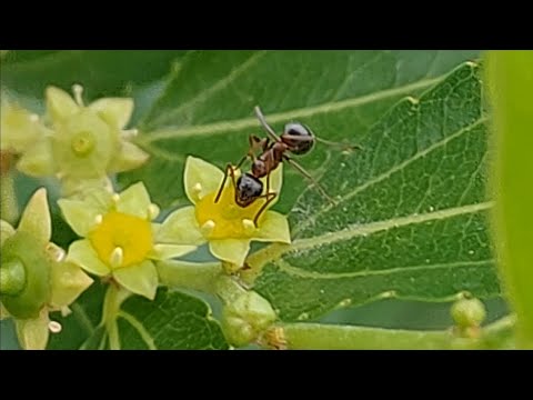 Видео: Сад к середине лета