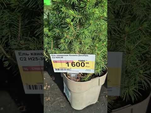 Видео: Сегодня 💥 Обзор + Цены ЛЕМАНА 🌱 Садовый Центр 🌺 #обзор #сад #огород #ok #дача #магазин #лемана #блог