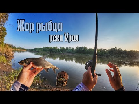 Видео: Рыбалка на фидер/ Река Урал/ Жор рыбца!