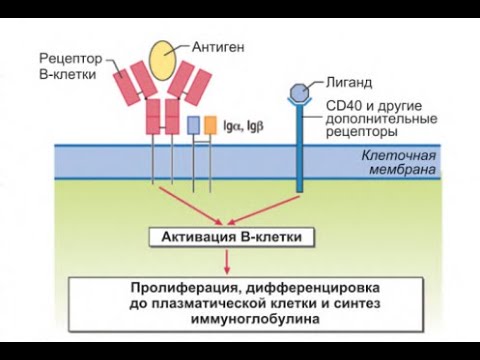 Видео: Иммунная система
