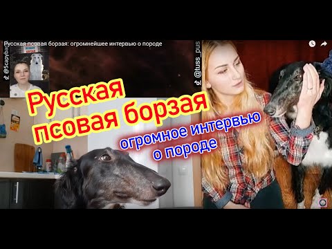 Видео: Русская псовая борзая: большущее интервью о породе
