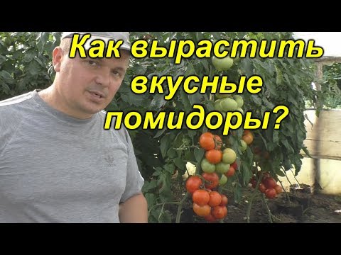 Видео: Такие томаты никогда вкусными не будут!