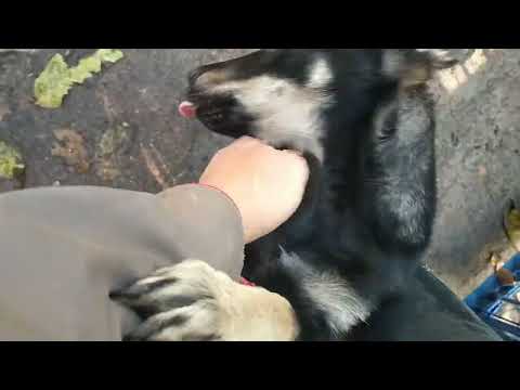 Видео: Как встречает щенок Дик, после недельной разлуки. Октябрь 2025