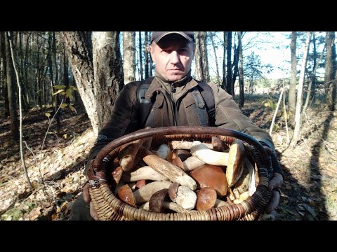 Видео: СУПЕР ГРИБНИЙ ПОХІД. 18ЖОВТНЯ 2024Р. ПЕРЕВІРИВ СТАРІ МІСЦЯ. РЕЗУЛЬТАТ: --КОШИК ГРИБІВ...