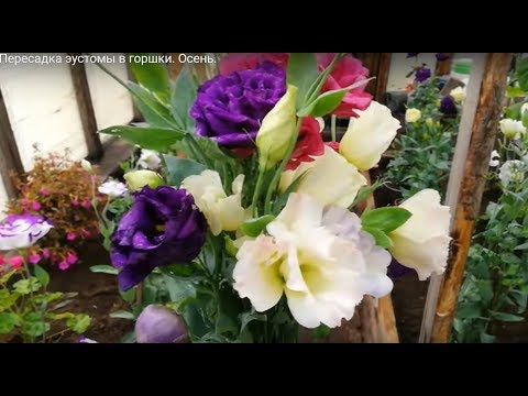 Видео: Пересадка эустомы в кашпо. Осень.