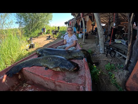 Видео: Рыбалка в Дельте Реки ИЛИ. Камышовые джунгли. Крупный Сом зашёл в Дельту.