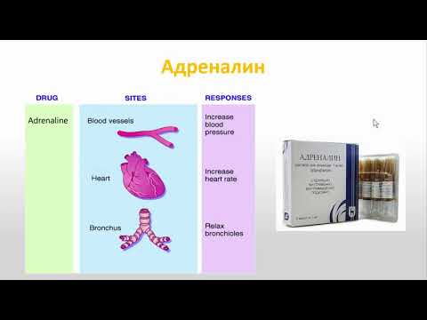 Видео: Савченко М.И. «Острые реакции на введение йодсодержащих контрастных препаратов»