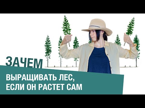 Видео: Зачем человеку выращивать лес, если природа умеет это делать сама