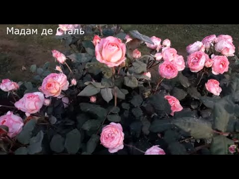 Видео: ✿➽ Цветут розы в саду 2023    часть 4