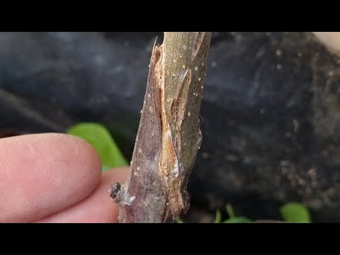 Видео: Прививка яблони копулировкой: подвой 54118 + сорт Айнур 🍎 | Пошаговый мастер-класс