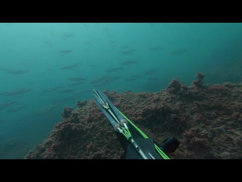 Видео: Осенняя кефаль 2024 Подводная охота