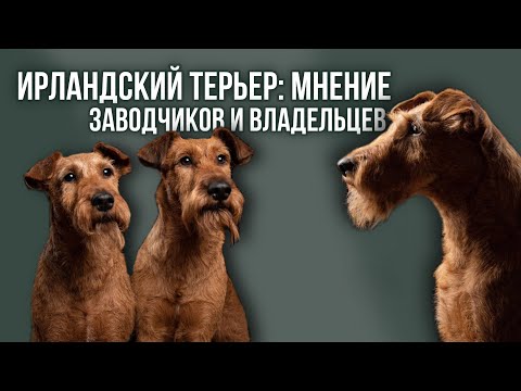 Видео: Ирландские терьеры. Все о породе с заводчиком и владельцами