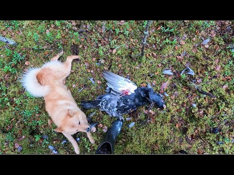 Видео: Последняя охота на глухаря по чернотропу. 30.10.25.