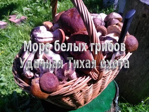 Видео: Море белых грибов.Удачная Тихая охота.