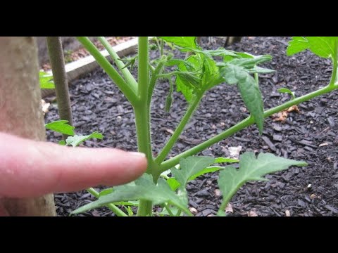 Видео: ПАСИНКУВАННЯ  ТОМАТІВ. ФОРМУВАННЯ  КУЩІВ.