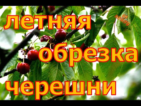 Видео: ЛЕТНЯЯ обрезка ЧЕРЕШНИ! Что можно резать, а что нет!
