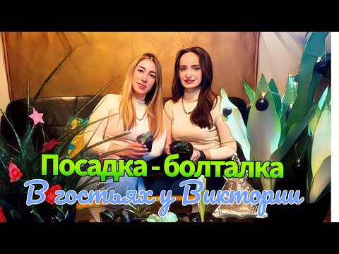 Видео: Посадка - болталка вместе с @victoriabelarus7902  #sanseveria #сансевиерия #сансы