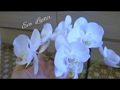 Видео: про жизнь и орхидеи 🥰 сборная солянка (архив)