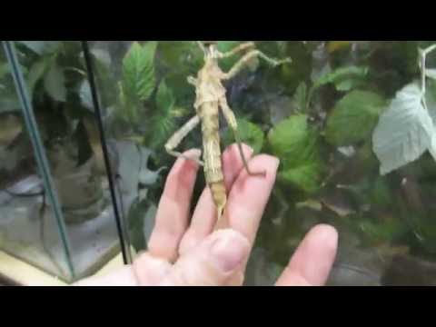 Видео: Палочники  разные виды и их содержание!