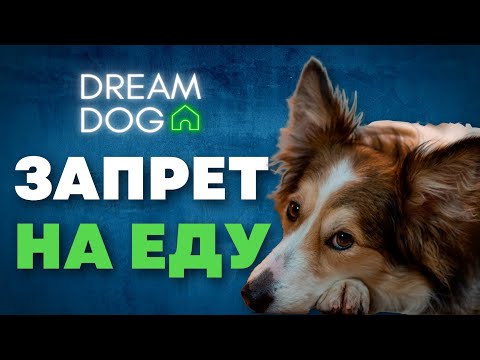 Видео: Как отучить собаку подбирать еду с пола 🐶 Запрет «нельзя»
