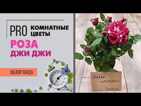 Видео: Комнатная роза. Ее зовут Джи Джи - необыкновенно красивый сорт, который нечасто бывает в продаже.