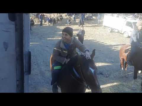 Видео: Бузкаши Колхозчиён кисми 1. 01 01 2024.