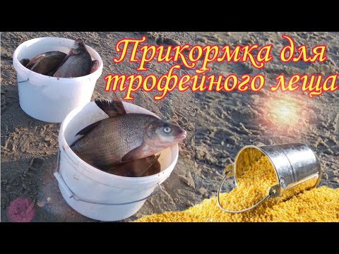 Видео: Прикормка на Трофейного Леща и крупную белую рыбу!!! Рассыпчатая каша для РЫБАЛКИ.