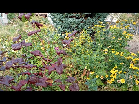 Видео: Октябрь🍂🌿🍁/Будни деревенской жизни! Работы много/🍂