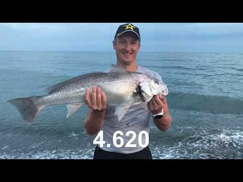 Видео: вываживание черноморского горбыля Umbrina