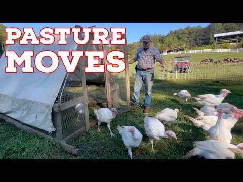 Видео: Новое пополнение на ферме – плюс перевозка индюков, кур и крупного рогатого скота