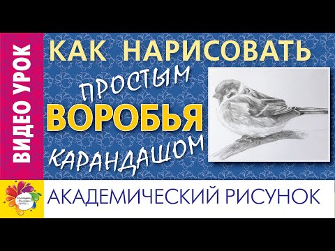 Видео: КАК нарисовать ВОРОБЬЯ простым карандашом. Академический рисунок.