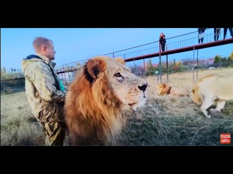 Видео: Вожак ЗАКРЫЛ МЕНЯ СОБОЙ от молодого льва!