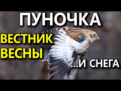 Видео: Пуночка – гостья из тундры в Москве