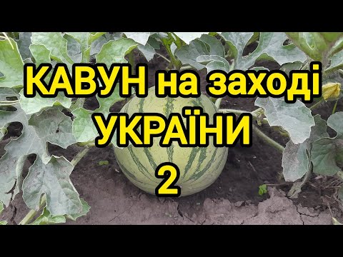 Видео: Вирощуємо кавуни без досвіду і поливу...