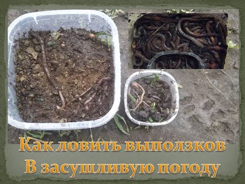 Видео: Как ловить выползков, простой действенный способ, за 20 минут больше 100 штук