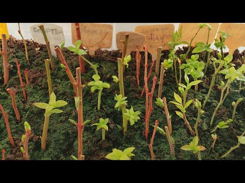 Видео: Укоренение голубики в домашних условиях.