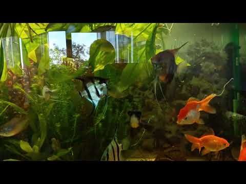 Видео: Утренний обзор 🥱😱. Танкер отходит🥹😢Катушки проиграли битву 😭 🐠 Aqua Chaos 