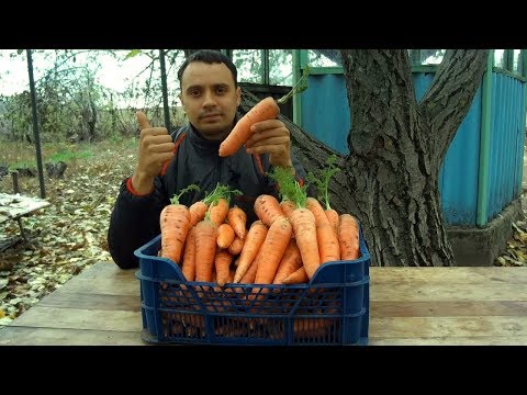 Видео: ТАКУЮ МОРКОВЬ МОЖЕТ ВЫРАСТИТЬ КАЖДЫЙ! / ХОТИТЕ МНОГО БОЛЬШОЙ СЛАДКОЙ МОРКОВИ ДЕЛАЙТЕ ТАК!