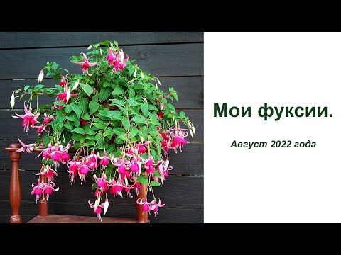 Видео: Мои фуксии, август 2022