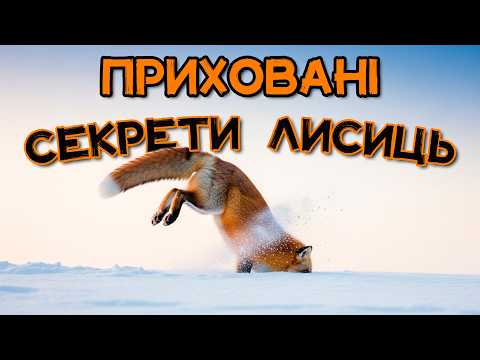 Видео: ЛИСИЦІ з компасом у голові: вони живуть у містах і орієнтуються за магнітним полем Землі