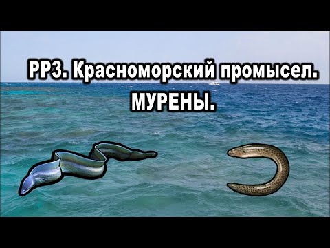 Видео: РР3. Красноморский промысел. Мини-квест "Мурены".