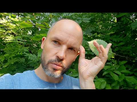 Видео: Как выглядит вяз и ясень?